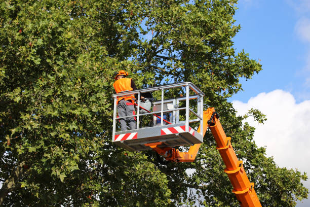 Best Tree Health Inspection  in Schler Park, IL